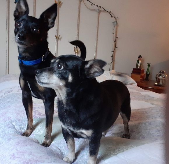 Meet your Posher, Carol - Picture 15 of 16